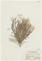 藏品(金髮草)的圖片